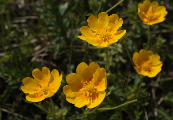 nátržník zlatý Potentilla aurea L.