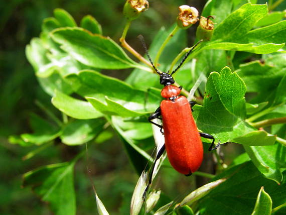 červenačik ohnivý Pyrochroa  coccinea