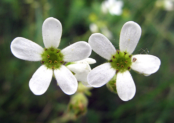 lomikameň cibuľkatý Saxifraga bulbifera L.