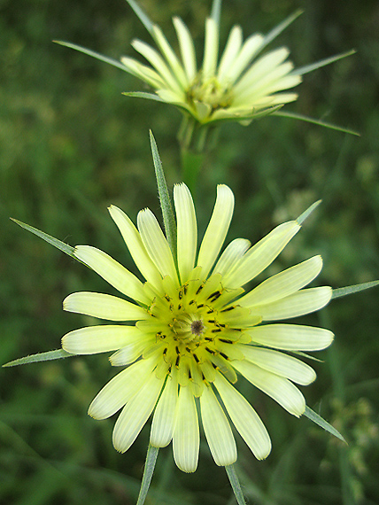 kozobrada kyjačikovitá Tragopogon dubius Scop.