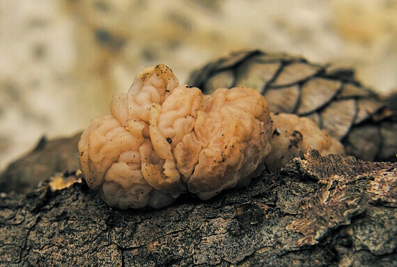 rôsolovka priesvitná Tremella encephala Willd.