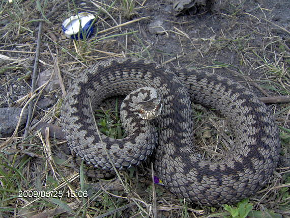 vretenica severna Vipera berus