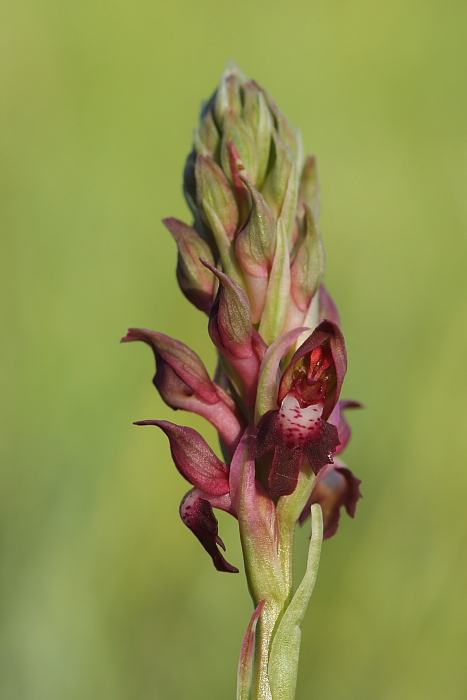 červenohlav ploštičný Anacamptis coriophora (L.) R. M. Bateman, A. M. Pringeon & M. W. Chase