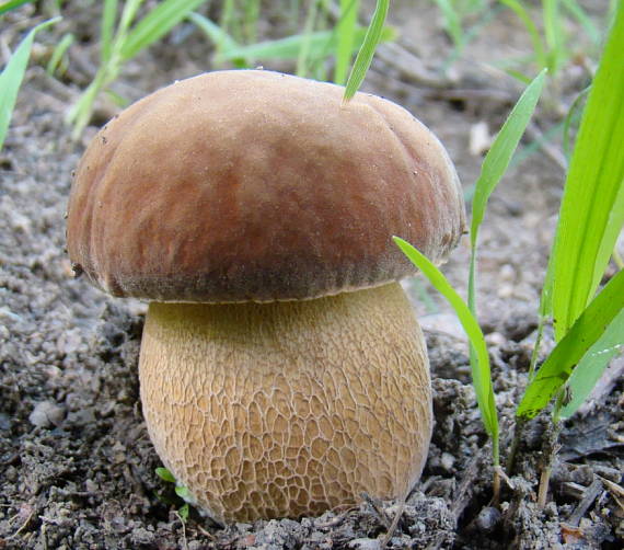 hríb dubový Boletus reticulatus Schaeff.