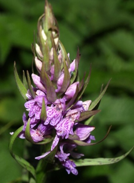 vstavačovec Dactylorhiza sp.