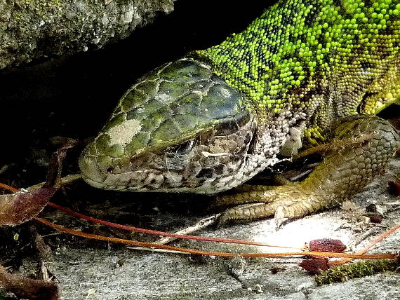 jašterica zelená Lacerta viridis