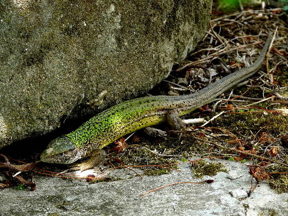 jašterica zelená Lacerta viridis