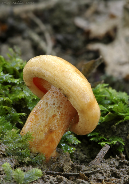 rýdzik jedľový Lactarius salmonicolor R. Heim & Leclair