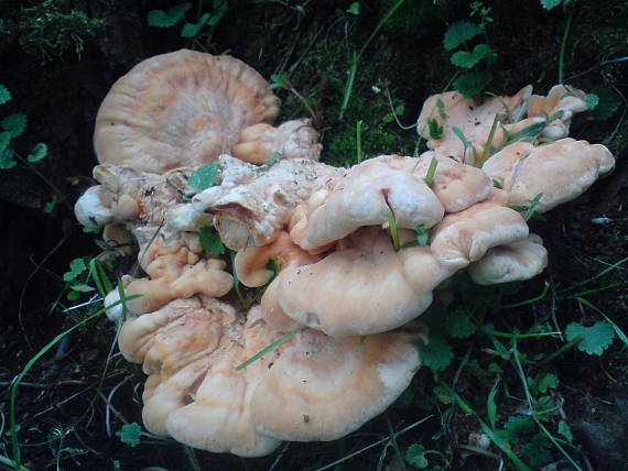 sírovec obyčajný Laetiporus sulphureus (Bull.) Murrill