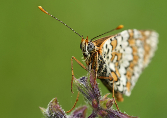 hnedáčik mriežkovaný Melitaea cinxia