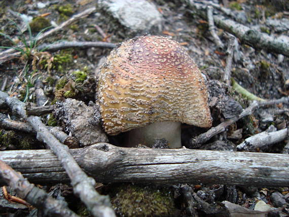 muchotrávka červenkastá Amanita rubescens Pers.