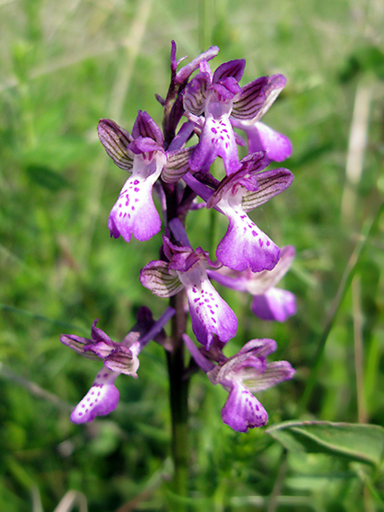 červenohlav obyčajný Anacamptis morio (L.) R. M. Bateman, A. M. Pringeon & M. W. Chase