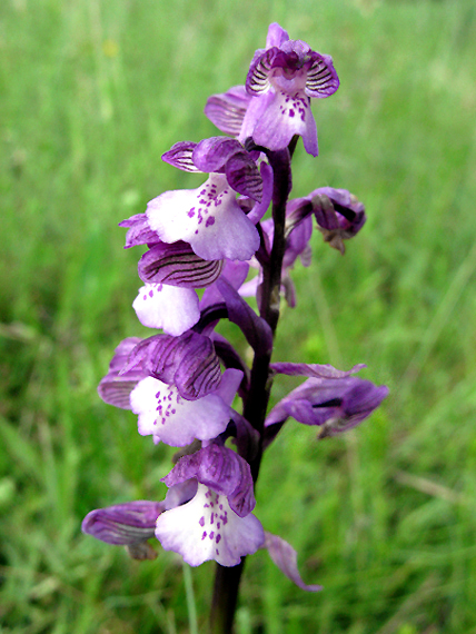 červenohlav obyčajný Anacamptis morio (L.) R. M. Bateman, A. M. Pringeon & M. W. Chase