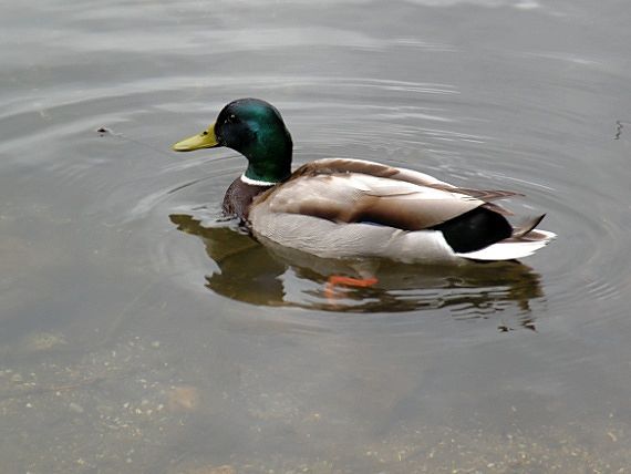 kačica divá Anas platyrhynchos