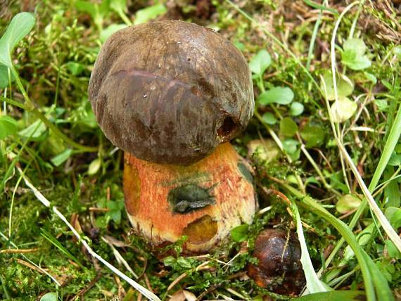 hřib kovář - Hríb zrnitohlúbikový Boletus erythropus var. erythropus  Pers. 1796