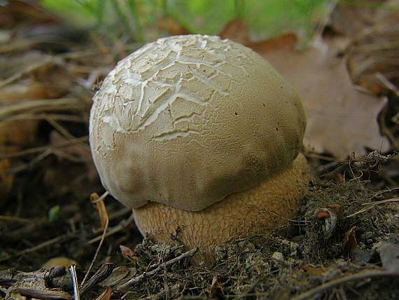 hríb dubový Boletus reticulatus Schaeff.