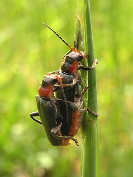 snehulčík obyčajný Cantharis rustica