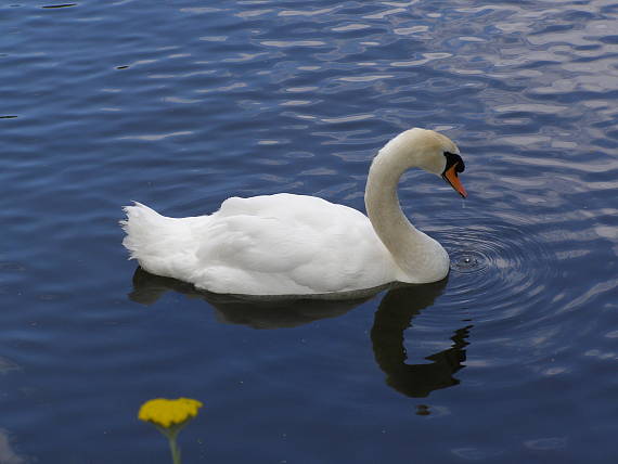 labuť veľká Cygnus olor