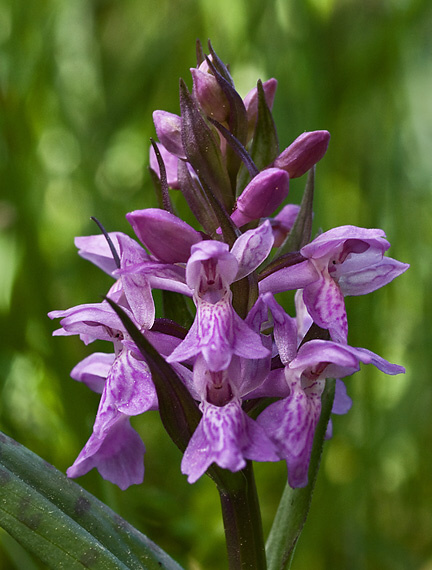 vstavačovec májový pravý Dactylorhiza majalis subsp. majalis (Reincherb.) Hunt & Summerh.