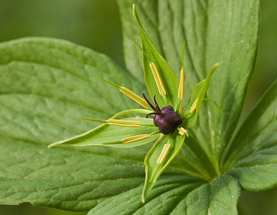 vranovec štvorlistý Paris quadrifolia L.