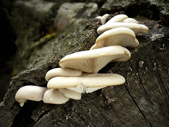 hliva buková Pleurotus pulmonarius (Fr.) Quél.