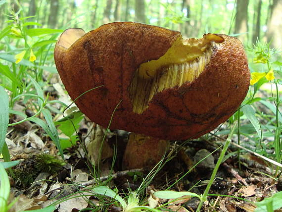 hríb zrnitohlúbikový Sutorius luridiformis (Rostk.) G. Wu & Zhu L. Yang