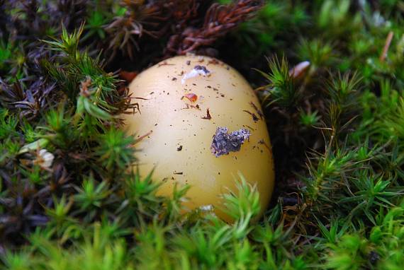 muchotrávka Amanita sp.