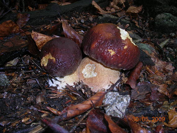 hríb sosnový Boletus pinophilus Pil. et Dermek in Pil.