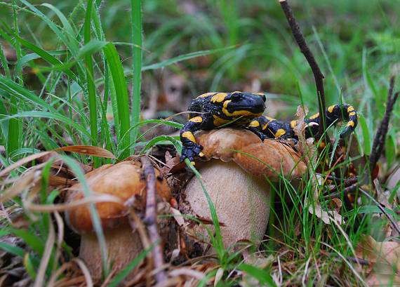 hríb dubový ...tieto sú moje nájdi si iné..!!!:-))) Boletus reticulatus Schaeff.