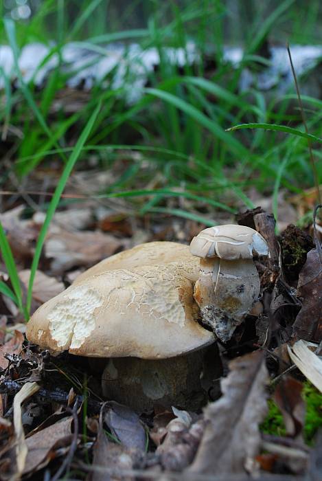 hríb dubový Boletus reticulatus Schaeff.