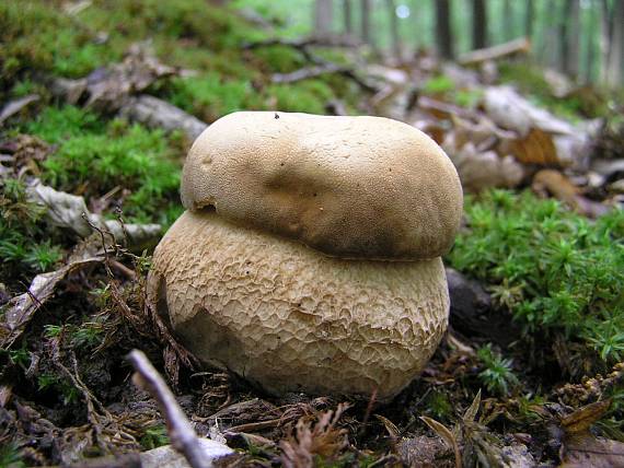 hríb dubový Boletus reticulatus Schaeff.