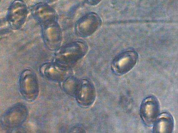 chřapáč kalíškovitý - Chriapač sosnový Helvella leucomelaena  (Pers.) Nannf.