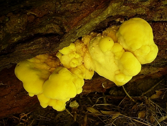 sírovec obyčajný Laetiporus sulphureus (Bull.) Murrill