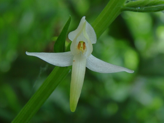 vemenník dvojlistý Platanthera bifolia (L.) Rich.