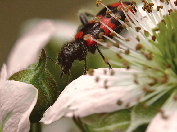 pestroš včelí Trichodes apiarius