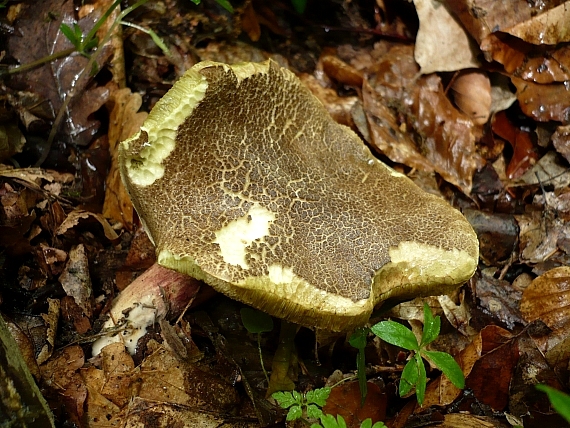 suchohríb žltomäsový Xerocomellus chrysenteron (Bull.) Šutara