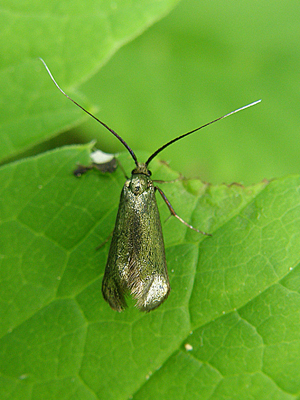 adéla zelená (SK aj CZ) Adela reaumurella Linnaeus, 1758