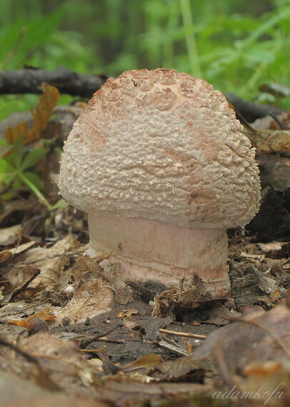 muchotrávka červenkastá Amanita rubescens Pers.