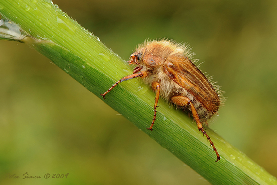 chrústik letný Amphimallon solstitialis