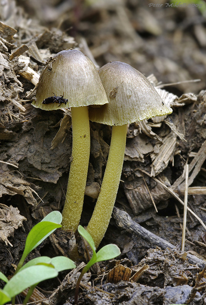 hnojovec Bolbitius sp.