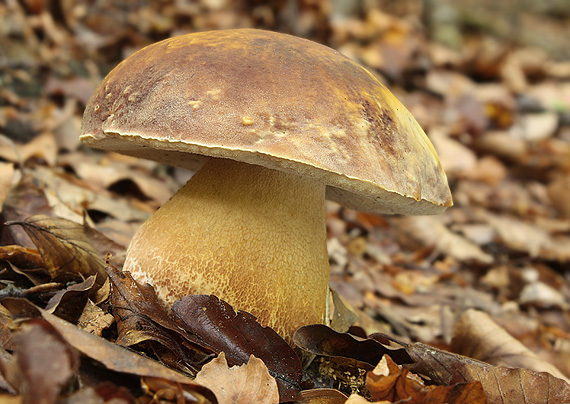 hríb sosnový Boletus pinophilus Pil. et Dermek in Pil.