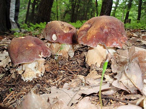 hríb sosnový Boletus pinophilus Pil. et Dermek in Pil.