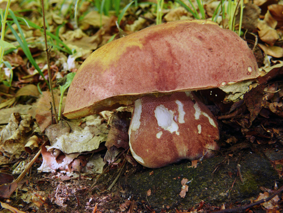 hríb sosnový Boletus pinophilus Pil. et Dermek in Pil.