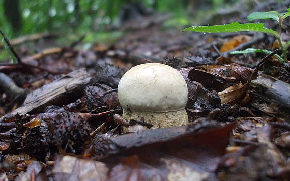 hríb dubový Boletus reticulatus Schaeff.