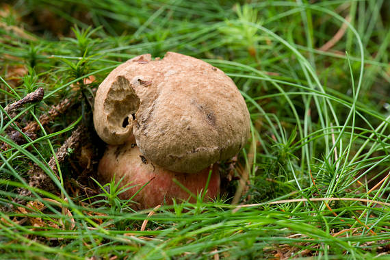 hríb   Boletus sp.