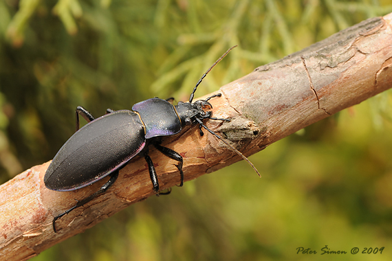 bystruška fialová Carabus violaceus