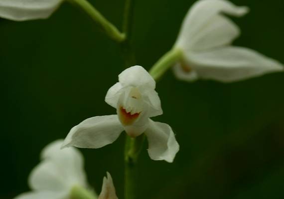 prilbovka biela Cephalanthera damasonium (Mill.) Druce