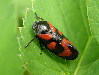 peniarka červená / pěnodějka červená Cercopis vulnerata Rossi, 1807