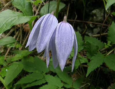 plamienok alpínsky Clematis alpina (L.) Mill.