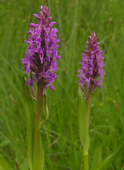 vstavačovec strmolistý pravý - prstnatec pleťový pravý Dactylorhiza incarnata subsp. incarnata  (L.) Soó